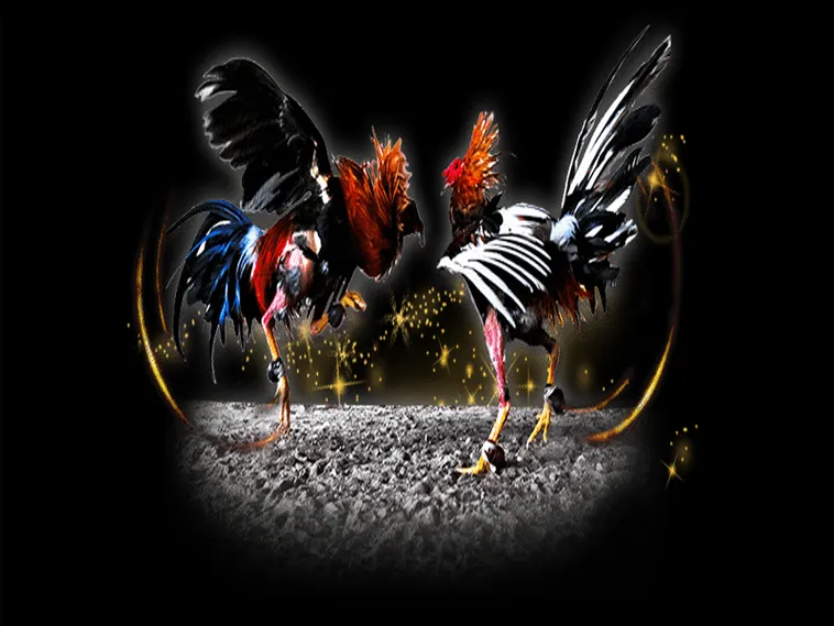 Chinh Phục Đá Gà Sabong Tại 88CLB Với Chiến Thuật Đỉnh Cao 1 Chinh Phục Đá Gà Sabong Tại 88CLB Với Chiến Thuật Đỉnh Cao