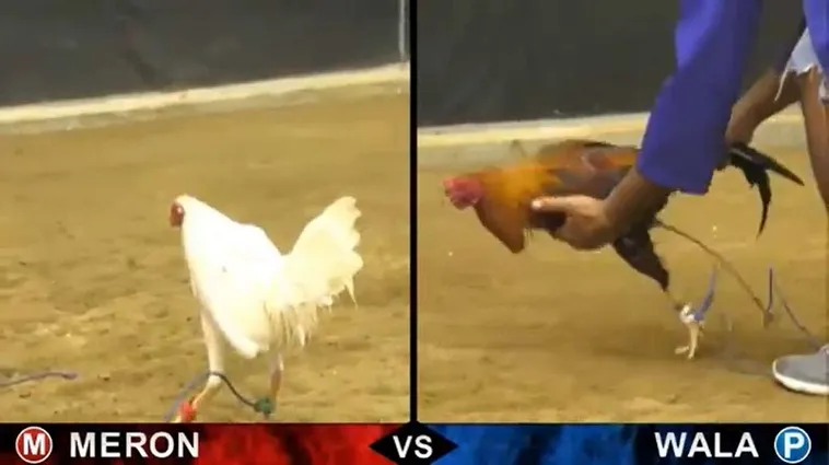 Chinh Phục Đá Gà Sabong Tại 88CLB Với Chiến Thuật Đỉnh Cao 2 Chinh Phục Đá Gà Sabong Tại 88CLB Với Chiến Thuật Đỉnh Cao